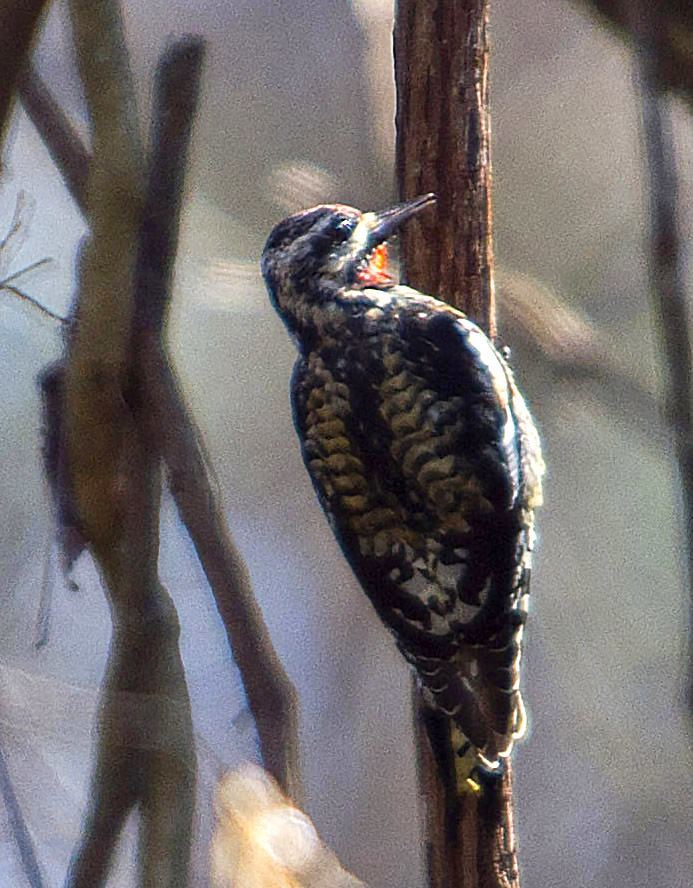 BR.birdday.010619_150